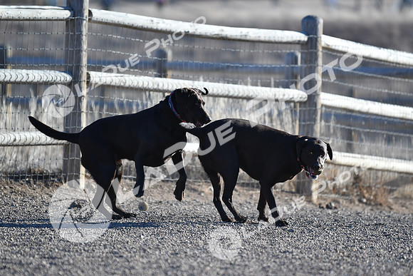 210118_SpringCanyonDogPark163