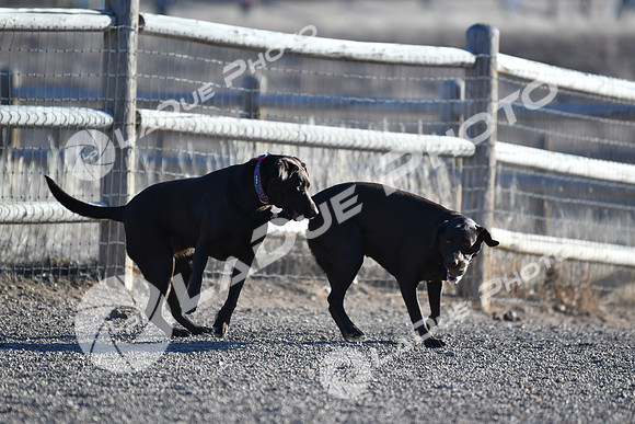 210118_SpringCanyonDogPark164