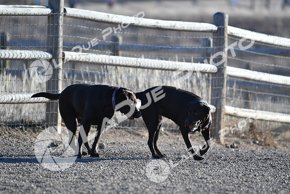 210118_SpringCanyonDogPark165