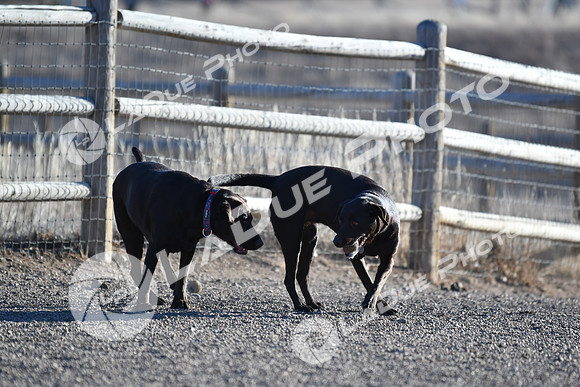 210118_SpringCanyonDogPark166
