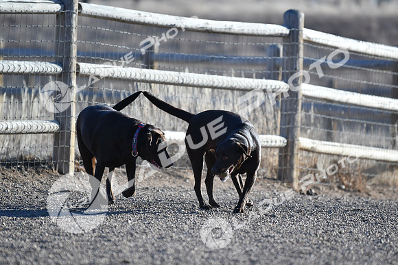 210118_SpringCanyonDogPark167