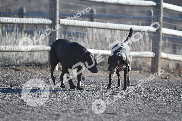 210118_SpringCanyonDogPark168