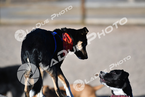 210118_SpringCanyonDogPark169