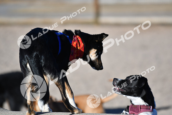 210118_SpringCanyonDogPark170