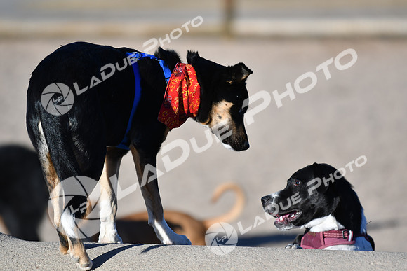 210118_SpringCanyonDogPark171