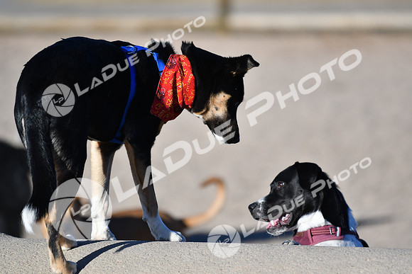 210118_SpringCanyonDogPark172