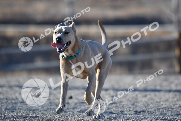 210118_SpringCanyonDogPark173