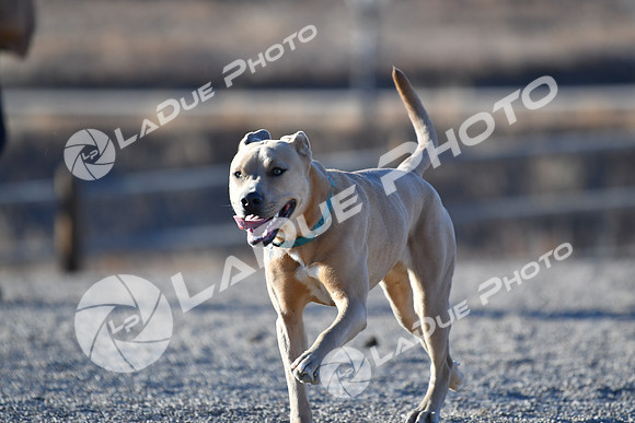 210118_SpringCanyonDogPark174