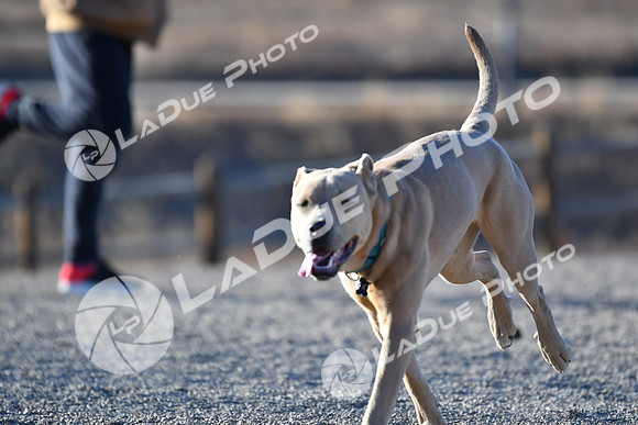 210118_SpringCanyonDogPark175