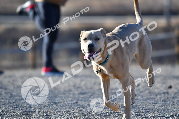 210118_SpringCanyonDogPark176