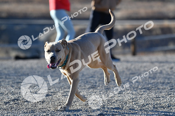 210118_SpringCanyonDogPark177