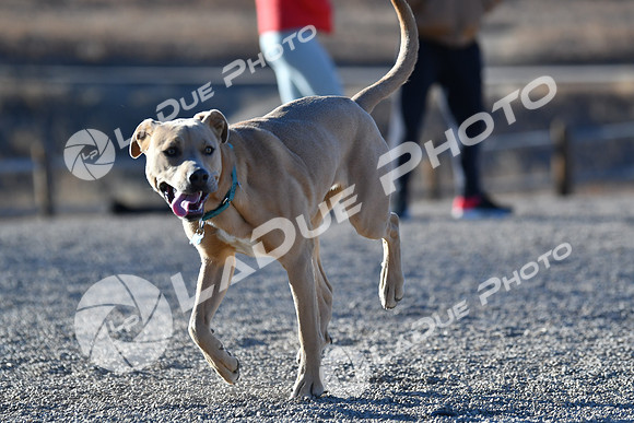 210118_SpringCanyonDogPark178