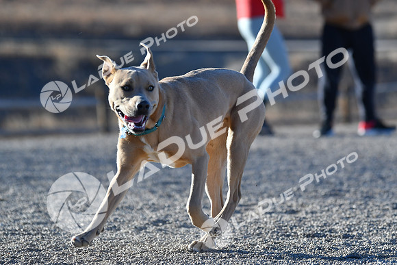 210118_SpringCanyonDogPark179