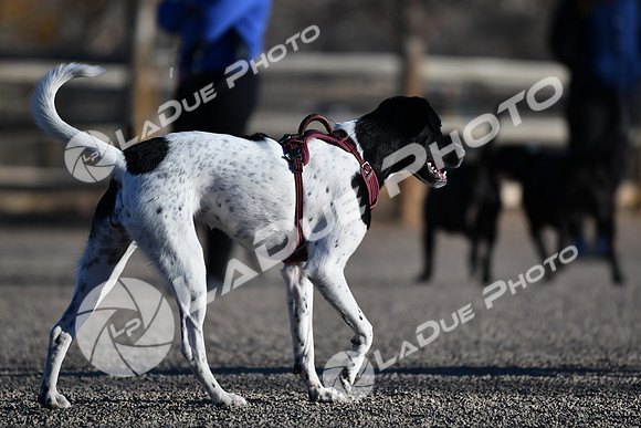 210118_SpringCanyonDogPark180