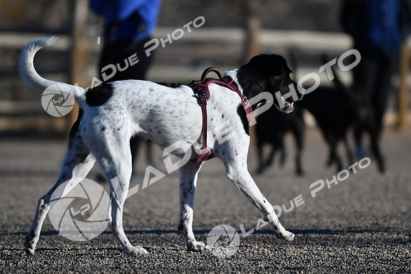210118_SpringCanyonDogPark181