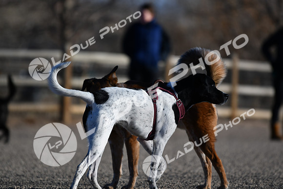 210118_SpringCanyonDogPark182