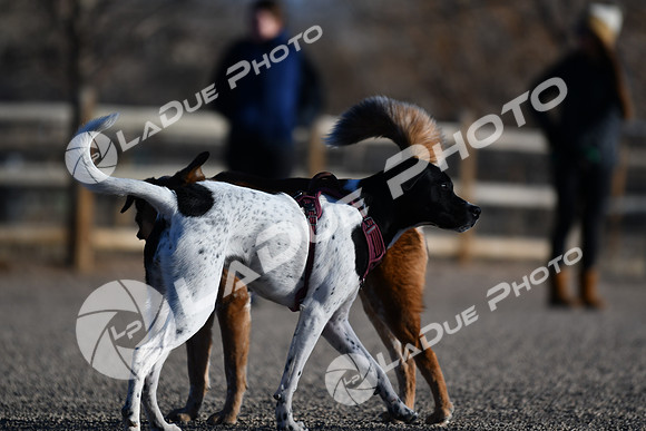 210118_SpringCanyonDogPark183