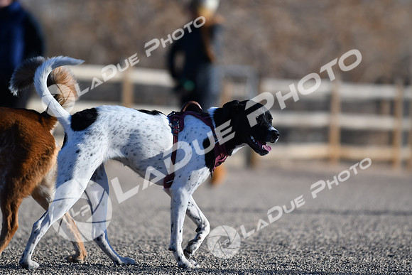 210118_SpringCanyonDogPark184