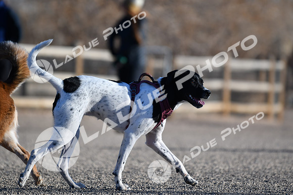210118_SpringCanyonDogPark185