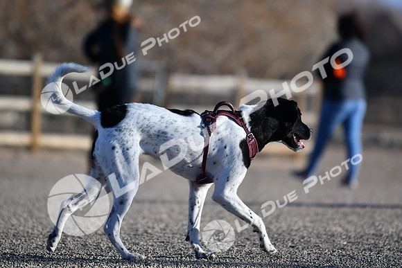 210118_SpringCanyonDogPark186