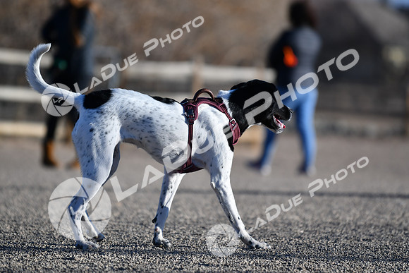 210118_SpringCanyonDogPark187