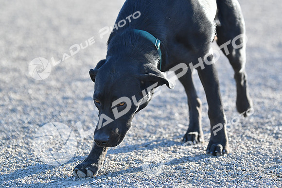 210118_SpringCanyonDogPark188