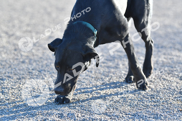 210118_SpringCanyonDogPark189