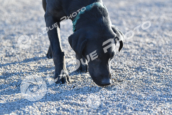 210118_SpringCanyonDogPark190