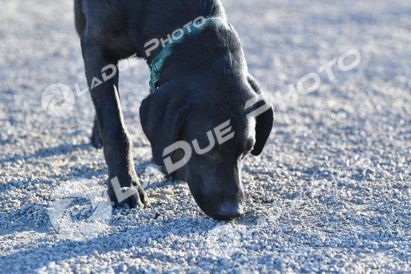 210118_SpringCanyonDogPark191