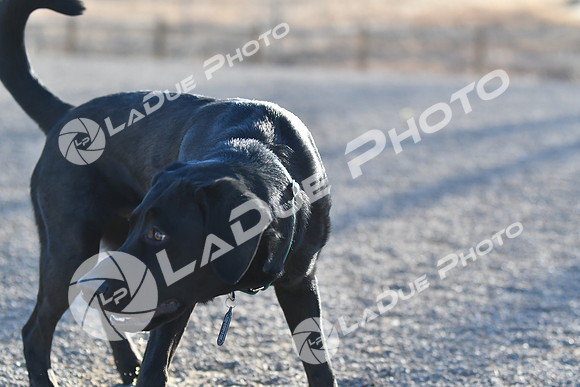 210118_SpringCanyonDogPark192