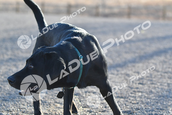 210118_SpringCanyonDogPark193