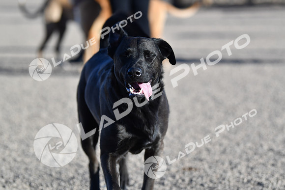 210118_SpringCanyonDogPark194