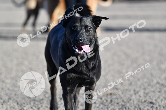 210118_SpringCanyonDogPark195