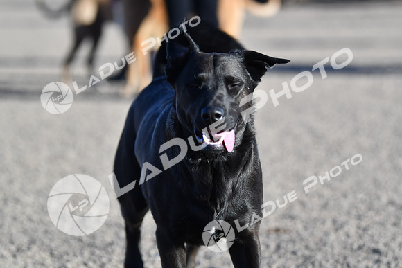 210118_SpringCanyonDogPark196