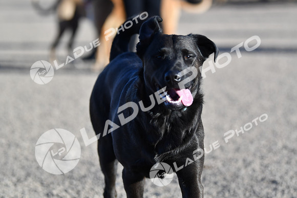 210118_SpringCanyonDogPark197
