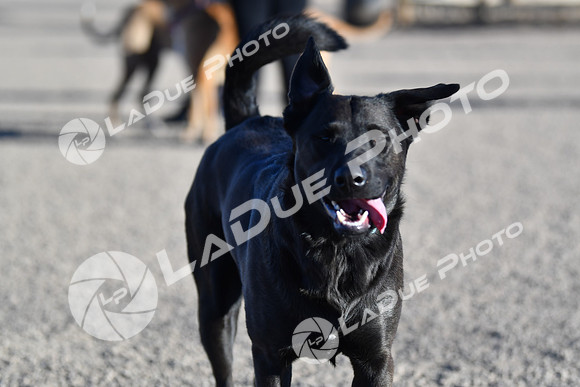 210118_SpringCanyonDogPark198
