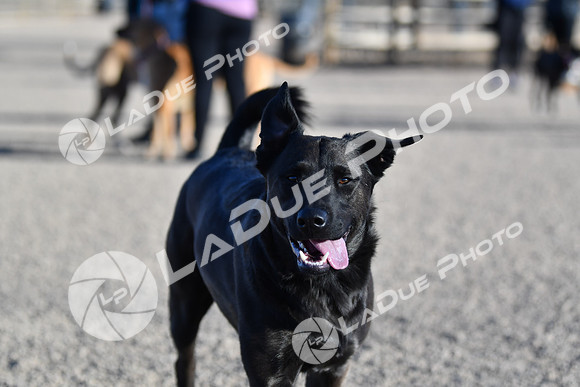 210118_SpringCanyonDogPark199