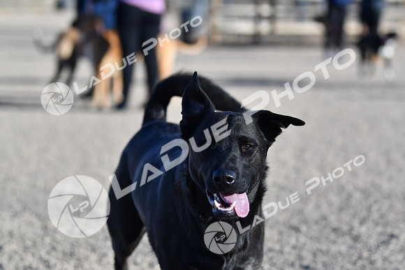 210118_SpringCanyonDogPark200