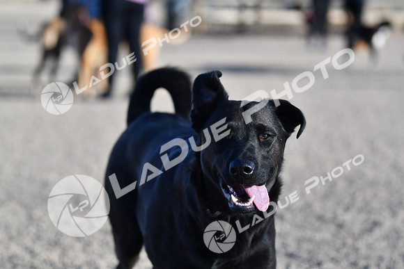 210118_SpringCanyonDogPark201