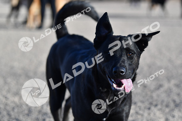 210118_SpringCanyonDogPark202