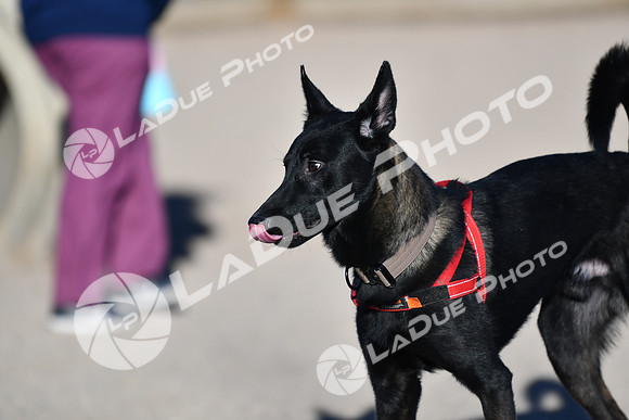 210118_SpringCanyonDogPark203