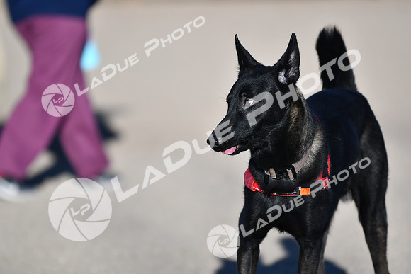 210118_SpringCanyonDogPark205