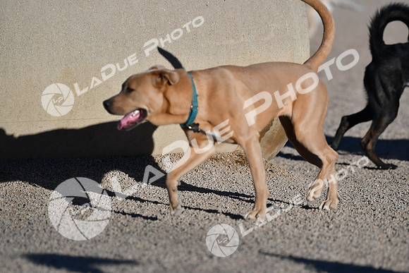 210118_SpringCanyonDogPark206