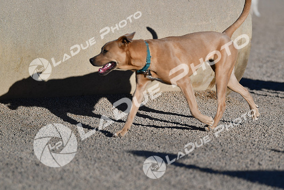 210118_SpringCanyonDogPark207