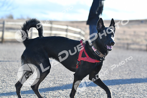210118_SpringCanyonDogPark208