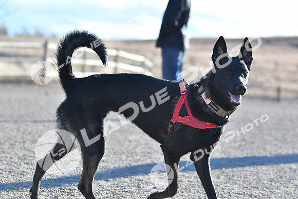 210118_SpringCanyonDogPark209