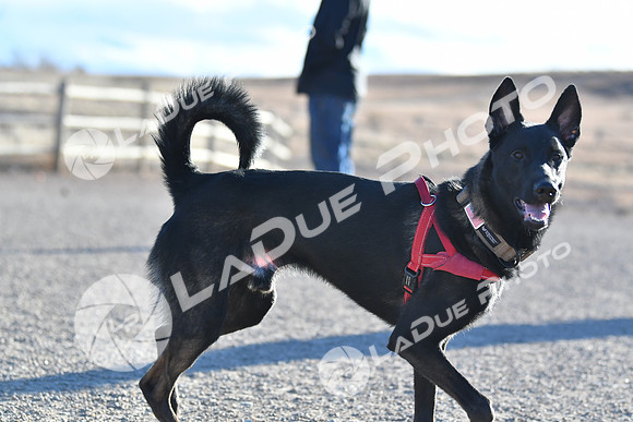 210118_SpringCanyonDogPark210
