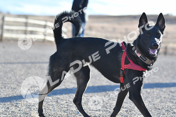 210118_SpringCanyonDogPark211