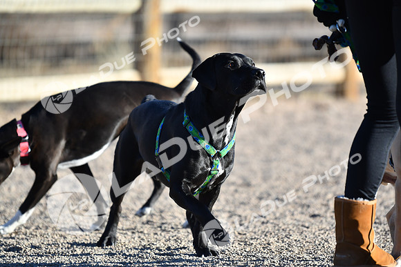 210118_SpringCanyonDogPark212