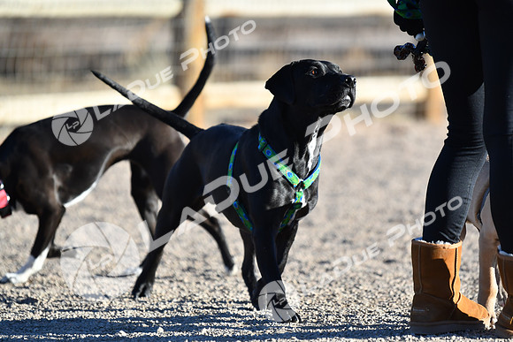 210118_SpringCanyonDogPark213